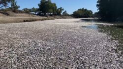 Fenomena Viral Jutaan Ikan Mati Mengapung di Sungai Darling